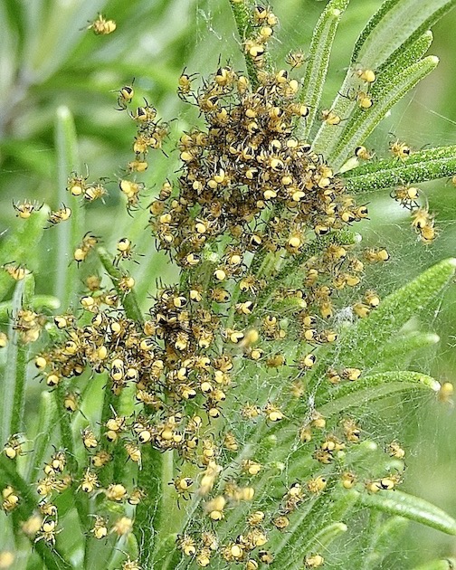 spiders' nest